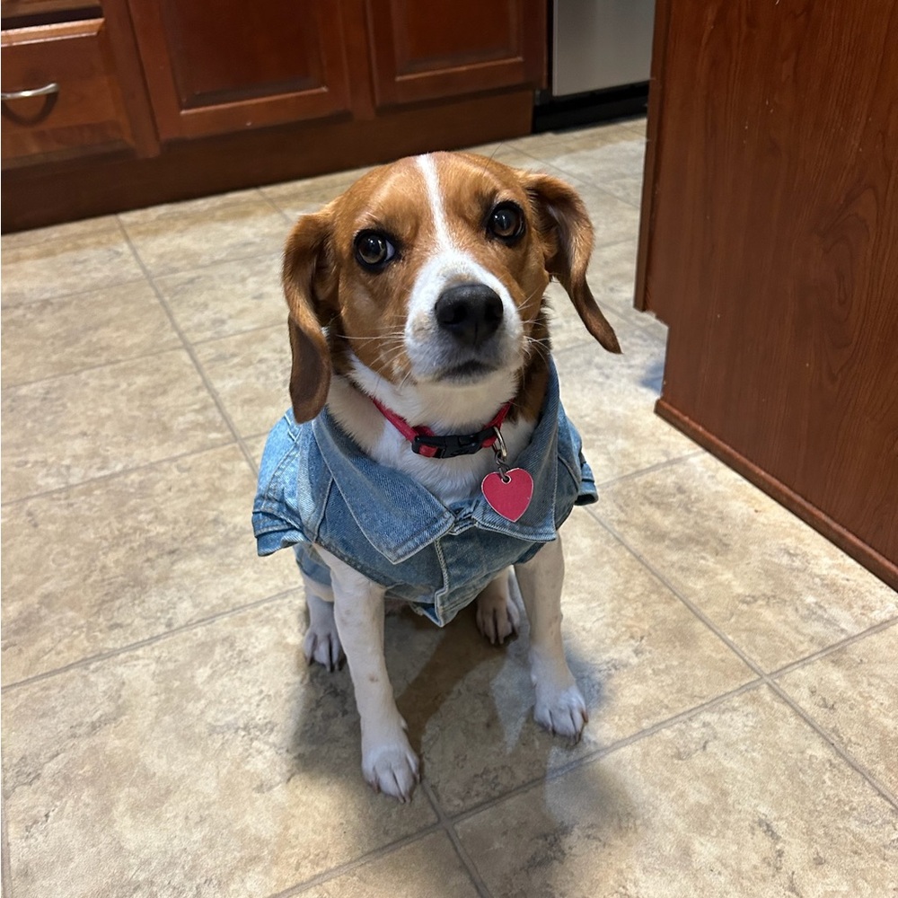 HARLEY DAVIDSON ~ dog denim jacket/vest size Medium** - Picture 2 of 8
